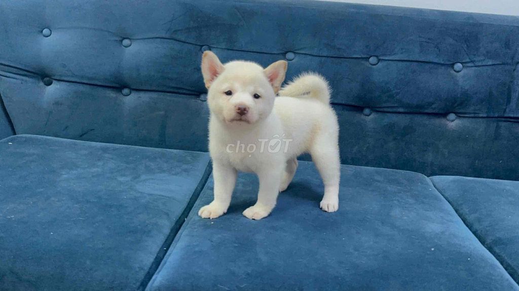 Chó Shiba Inu cái đã tiêm 1 mũi. Mua bán Chó tại Huyện Tân Phú Đồng Nai được đăng bởi Đặng Gia Bảo hình 1