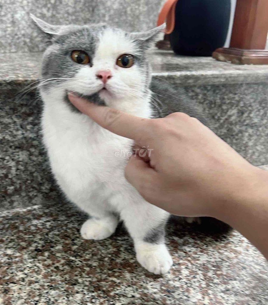 Mèo anh Chân Lùn giới tính cái. Mua bán Mèo tại Quận Hai Bà Trưng Hà Nội được đăng bởi Dũng hồ hình 1