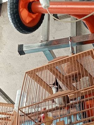 Chim chào mào 1 mùa không tật lỗi