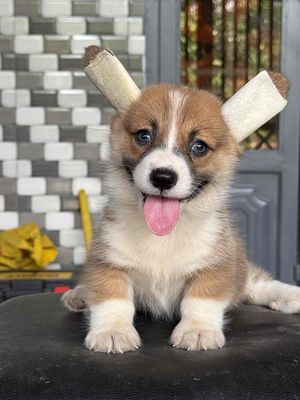 Chó Corgi nâu trắng 2 tháng tuổi