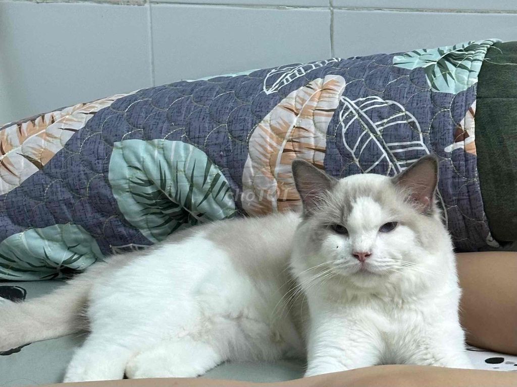 mèo ragdoll đực có fixx