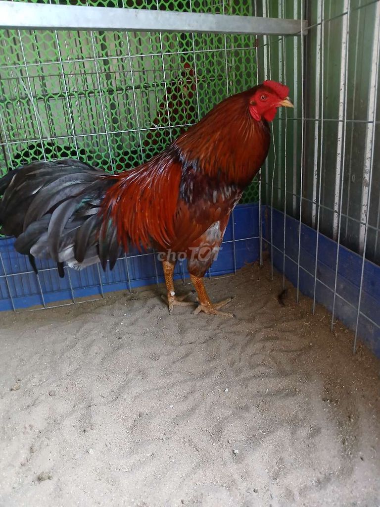 Gà Nâu đỏ Đực 3.1kg. Mua bán Gà tại Quận Cái Răng Cần Thơ được đăng bởi Pham Minh Kha  hình 1