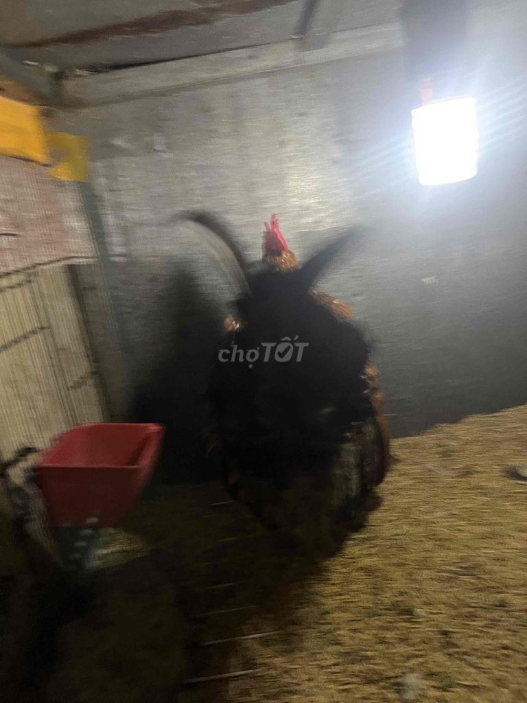 thanh lý lấy chuồng.. Mua bán Gà tại Thành phố Bạc Liêu Bạc Liêu được đăng bởi Duy Lâm hình 2