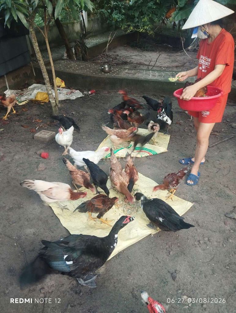 Gà ta tha vườn. Mua bán Gà tại Huyện Củ Chi Tp Hồ Chí Minh được đăng bởi Ca Mai hình 1