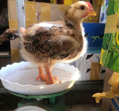 gà hồ. Mua bán Gà tại Thành phố Buôn Ma Thuột Đắk Lắk được đăng bởi Nhà Vườn Kim Trang