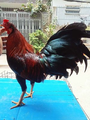 Ko lỗi trạng trên 1 kg 2 gà tơ. Mua bán Gà tại Quận Gò Vấp Tp Hồ Chí Minh được đăng bởi nam gà tre 
