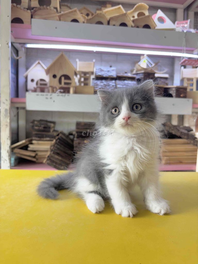 Mèo ALD cái 2 tháng Tai cụp. Mua bán Mèo tại Huyện Nhà Bè Tp Hồ Chí Minh được đăng bởi Khoa hình 1