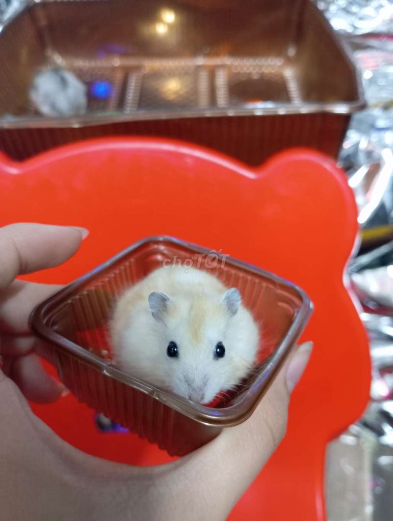 Chuột Hamster ww và bear