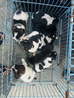 5 đực ba cái to con.. Mua bán Chó tại Quận Bình Tân Tp Hồ Chí Minh được đăng bởi hải đăng hình 1