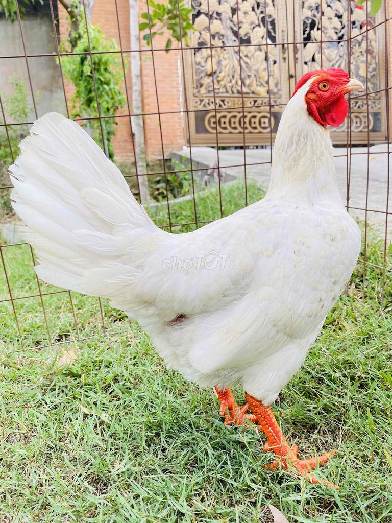 Bướm Cú Lá Thái/Mỹ 2,2kg tay tốt hai cựa. Mua bán Gà tại Thành phố Biên Hòa Đồng Nai được đăng bởi Đinh Hoàng Nam hình 1