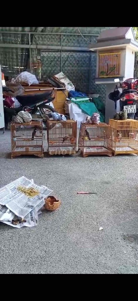 Chim bổi 4 con mới tách lồng. Mua bán Chim tại Huyện Hòa Vang Đà Nẵng được đăng bởi Đăng Thắng Nguyễn hình 1