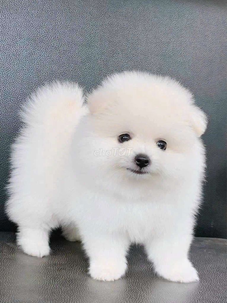 Chó Phốc Sóc Mini trắng Lanh. Mua bán Chó tại Quận 6 Tp Hồ Chí Minh được đăng bởi Tiệm Pet Nhà Mun hình 1