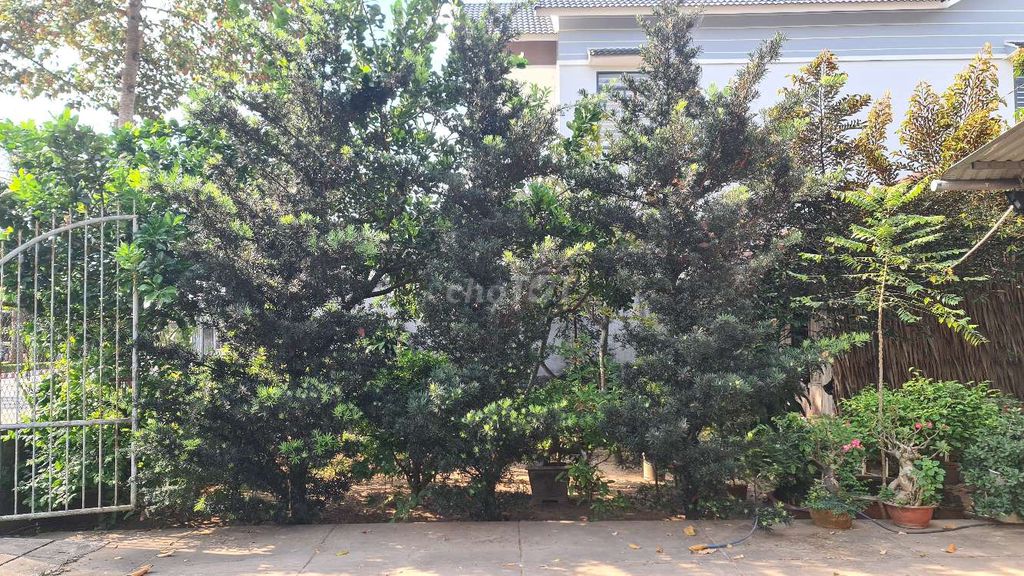 Cây cảnh 4.5m gốc 45cm 20 năm. Mua bán Cây cảnh, đồ trang trí tại Thành phố Trà Vinh Trà Vinh được đăng bởi Tâm hình 1