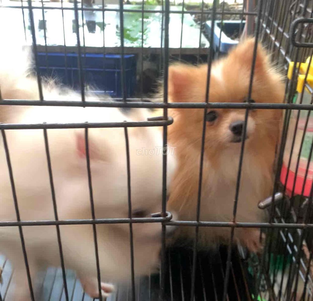 Chó Phốc Sóc cái tơ. Mua bán Chó tại Quận Thanh Xuân Hà Nội được đăng bởi Phuong phuong vu hình 1