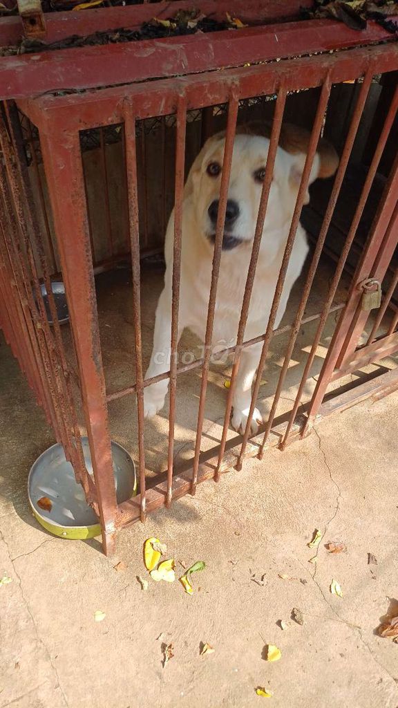 Chó Labrador vàng kem 50kg. Mua bán Chó tại Huyện Tân Yên Bắc Giang được đăng bởi Mr Tuat hình 1