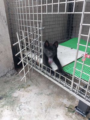 Bán chó đep. Mua bán Chó tại Huyện Long Thành Đồng Nai được đăng bởi Tranvantuyen