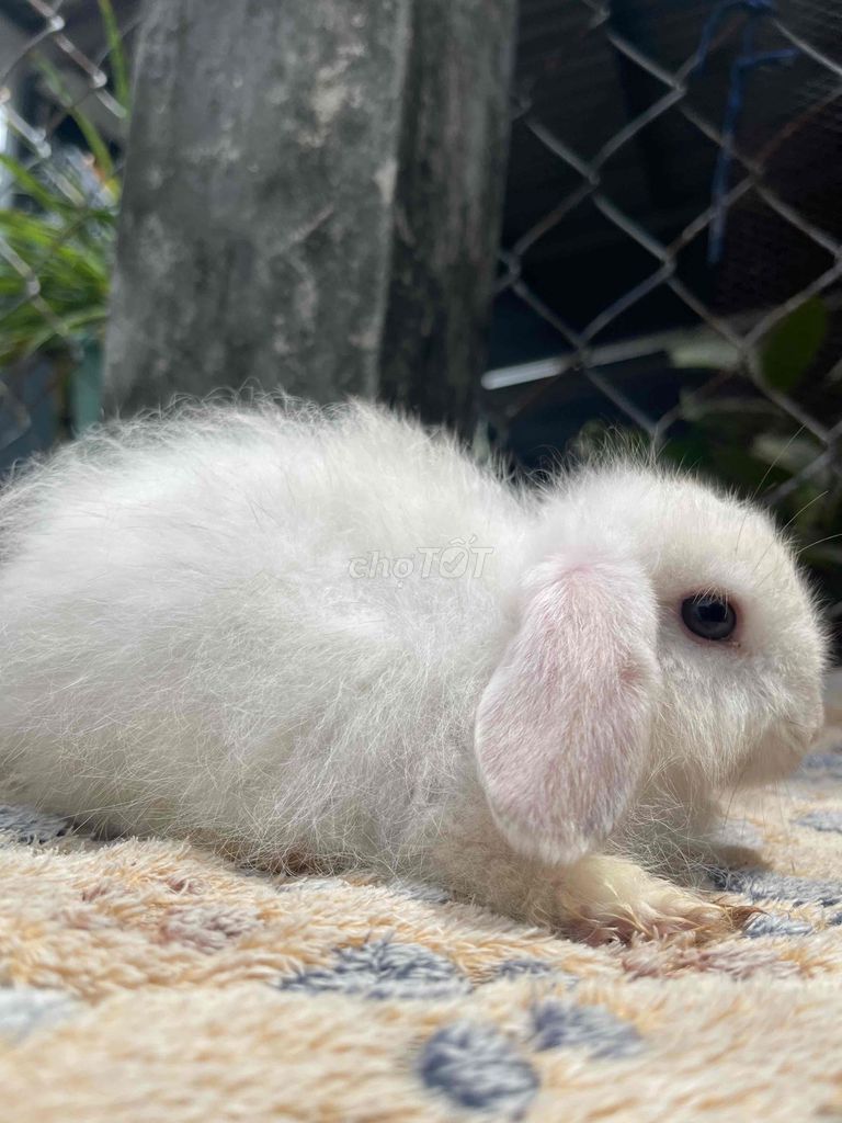 Thỏ tai cụp. Mua bán Thú cưng khác tại Quận Bình Thạnh Tp Hồ Chí Minh được đăng bởi deedee hình 1