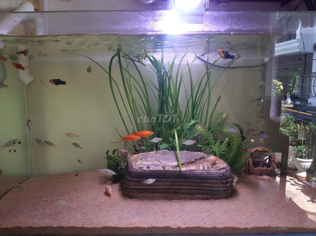 Đá cuội Vân mây 10kg. Mua bán Phụ kiện, Thức ăn, Dịch vụ tại Quận 4 Tp Hồ Chí Minh được đăng bởi An Ng hình 1