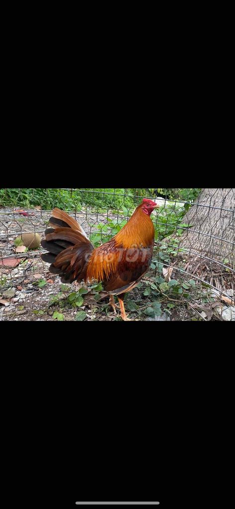 gà khét đuôi lao 1kg5 cuban mỹ f1 thanh lý