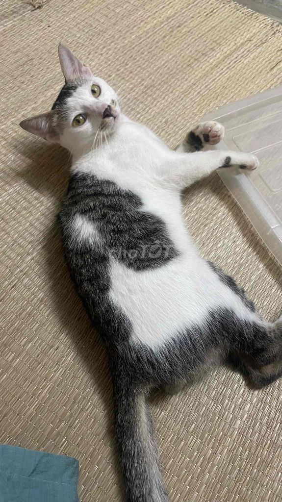 Mèo ta đực 7 tháng Trắng Đen. Mua bán Mèo tại Quận Ba Đình Hà Nội được đăng bởi Cái Gì Cũng Bán  hình 1