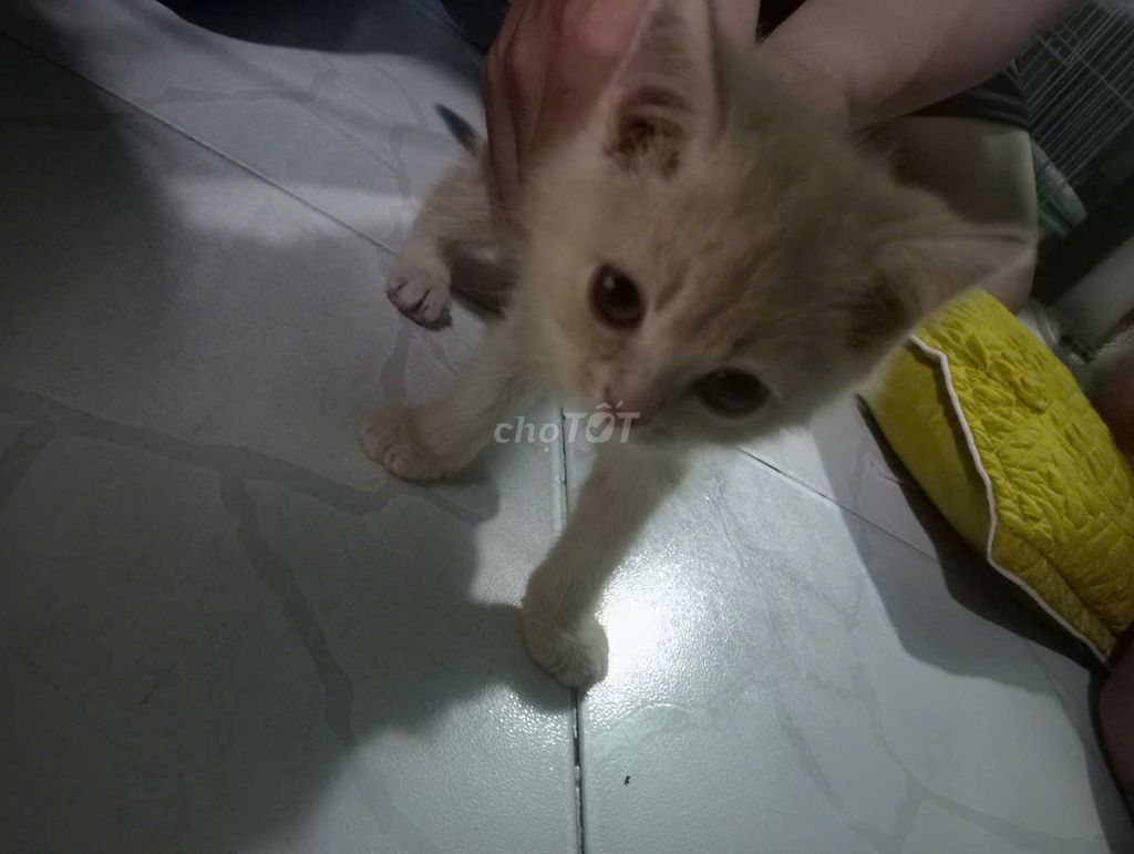 🐾TÌM SEN YÊU THƯƠNG CHO 3 BÉ ALN VÀ ALD CUTE 🐾