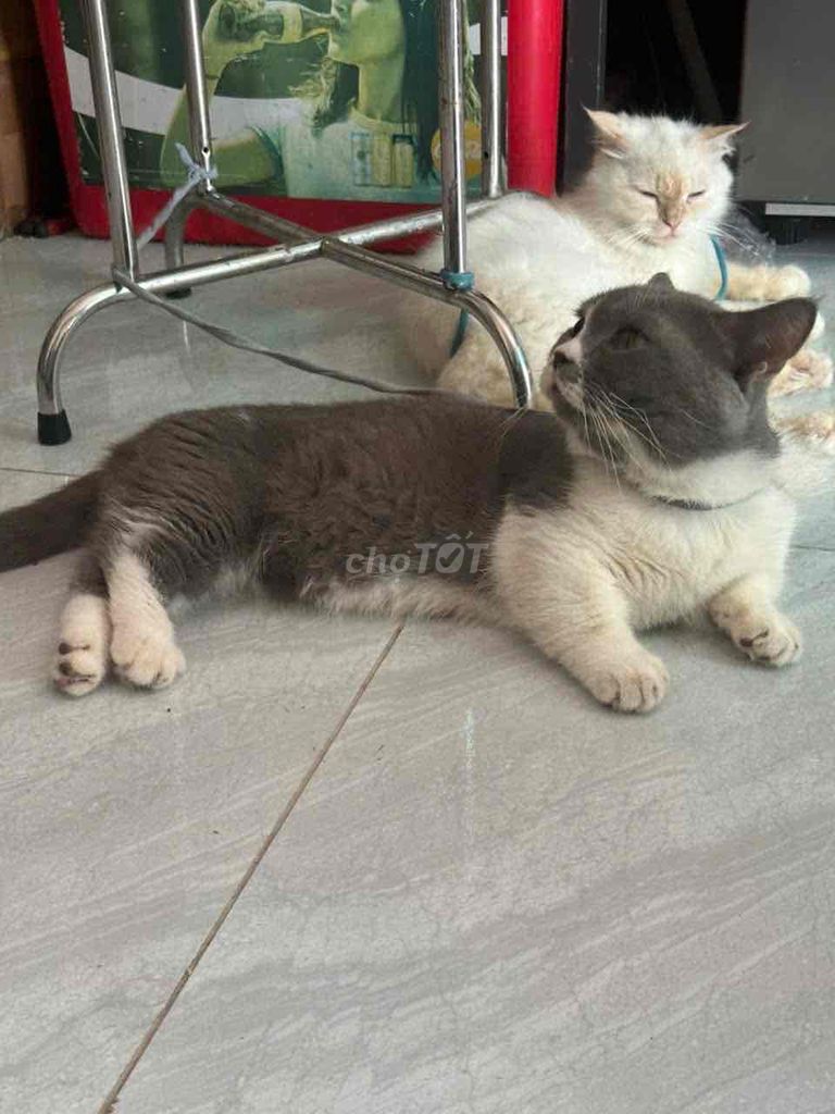 Mèo Anh lông ngắn Xám trắng. Mua bán Mèo tại Quận Gò Vấp Tp Hồ Chí Minh được đăng bởi Lê Quỳnh Anh hình 1