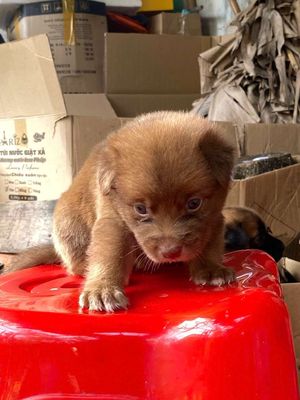 Bán chó con đáng yêu. Mua bán Chó tại Thành phố Long Xuyên An Giang được đăng bởi Ngoc Dung