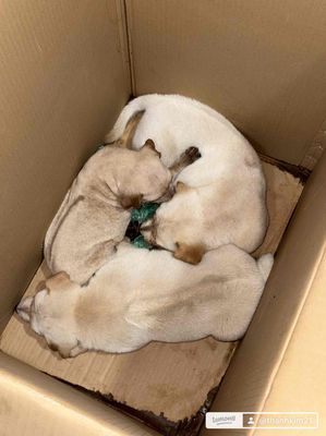 Chó Phú Quốc con Trắng