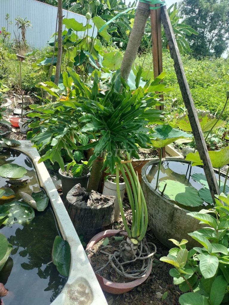 Cây cảnh Trầu bà thanh xuân 2 cây. Mua bán Cây cảnh, đồ trang trí tại Quận Liên Chiểu Đà Nẵng được đăng bởi Trịnh Thị Lan hình 1