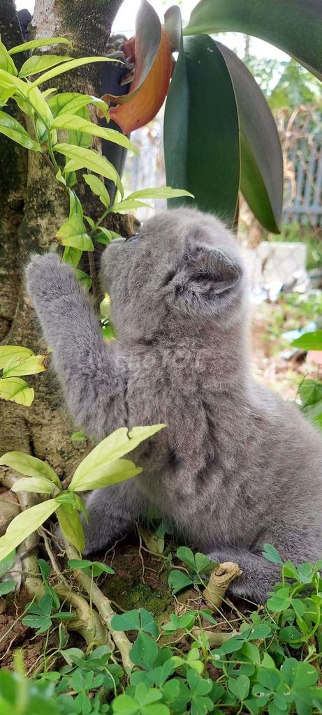 Bé 🐈 thuần aln xám xanh. Mua bán Mèo tại Quận 7 Tp Hồ Chí Minh được đăng bởi Mít Nụ hình 2