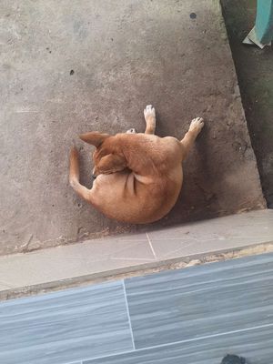 Cho Chó cỏ lai vàng 2 tháng tuổi. Mua bán Chó tại Huyện Phú Tân An Giang được đăng bởi TRÂM ANH