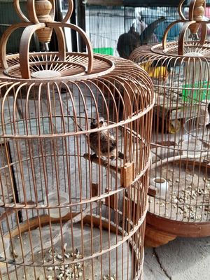 Thanh lý chích chòe đất trống con, 5 tháng tuổi. Mua bán Chim tại Quận 12 Tp Hồ Chí Minh được đăng bởi thanh