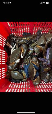 cua biển chính gốc cà mau , chất lượng cao bao ăn. Mua bán Đồ ăn, thực phẩm và các loại khác tại Huyện Bình Chánh Tp Hồ Chí Minh được đăng bởi quốc Dương 