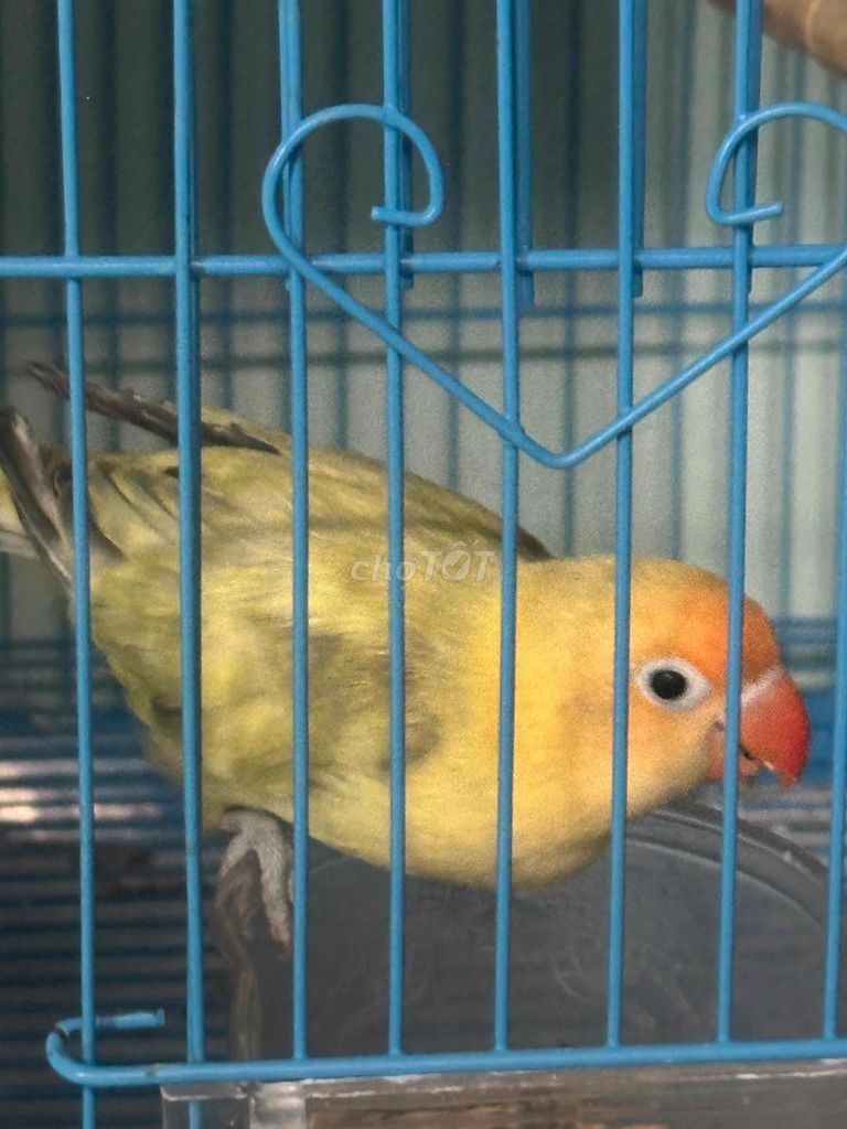 Lovebird Euwing Trống