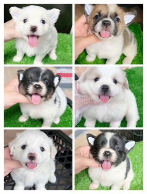 Phóc sóc f mini 800 gram. Mua bán Chó tại Quận 11 Tp Hồ Chí Minh được đăng bởi Minh nguyễn 