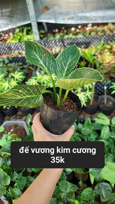 Cây cảnh giá rẻ. Mua bán Cây cảnh, đồ trang trí tại Quận Cái Răng Cần Thơ được đăng bởi gia dụng rẻ 