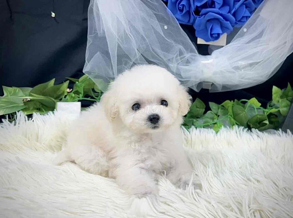 Poodle dòng ko rụng lông. Mua bán Chó tại Quận Thanh Khê Đà Nẵng được đăng bởi Lê văn thêu hình 2
