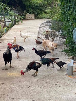 gà nòi đá. Mua bán Gà tại Huyện Bình Chánh Tp Hồ Chí Minh được đăng bởi Ngô Thị Như Quỳnh