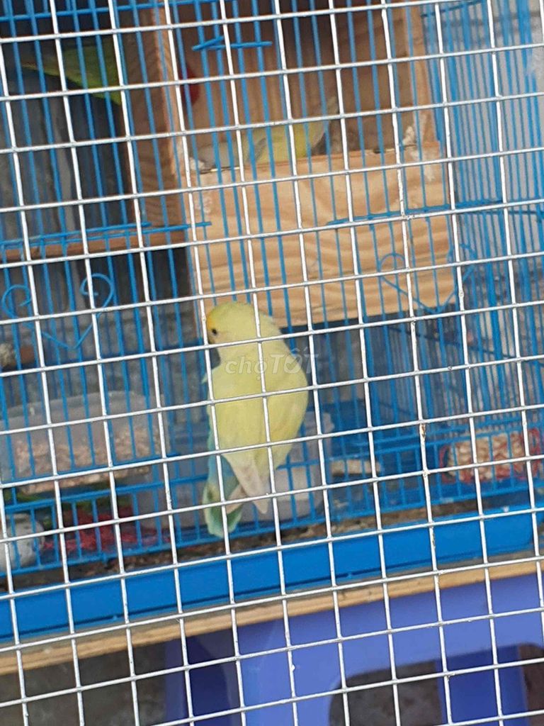 vẹt lovebird sinh sản pied đã nhiều lứa