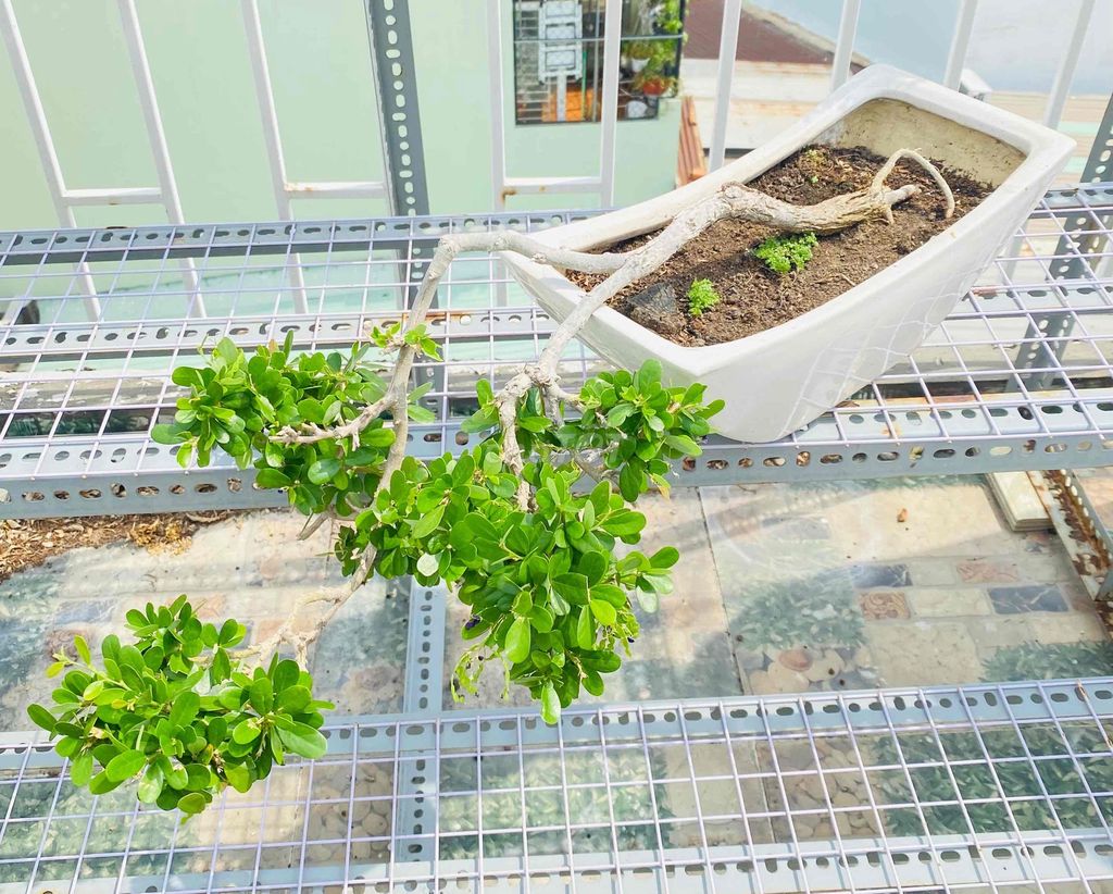 Sam Núi Dáng Thác Đổ Tầng Tầng Độc Đáo. Mua bán Cây cảnh, đồ trang trí tại Quận Tân Phú Tp Hồ Chí Minh được đăng bởi Nguyễn Hoàng hình 1