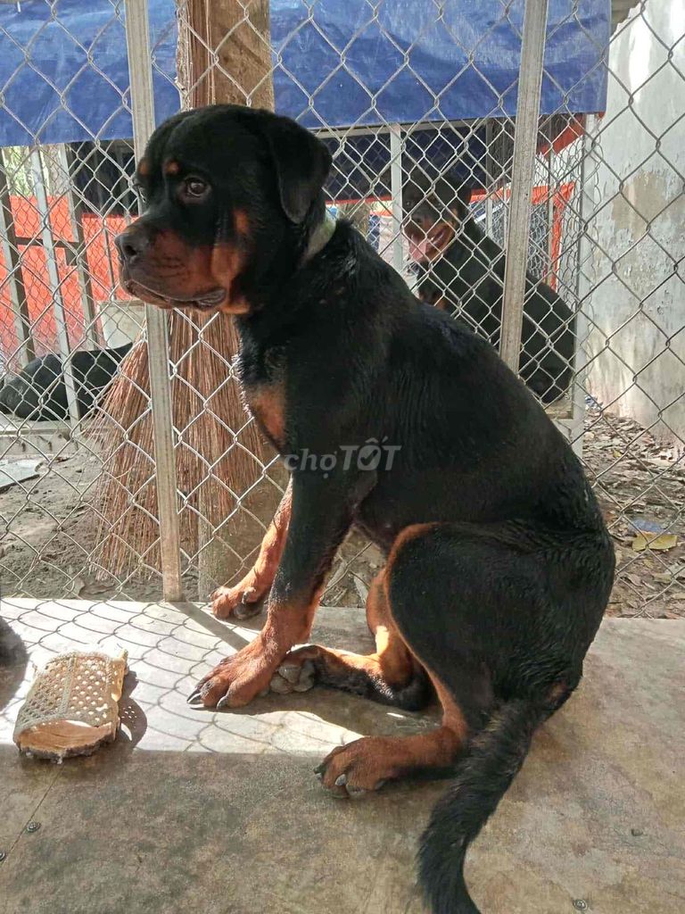 chó rottweiler thuần chủng giới tính cái. Mua bán Chó tại Huyện Long Thành Đồng Nai được đăng bởi NKQ hình 1