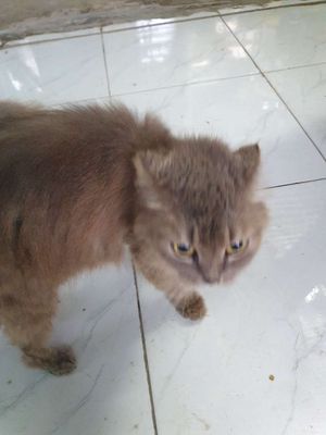 Tìm chủ mới mèo anh lông dài. Mua bán Mèo tại Quận 7 Tp Hồ Chí Minh được đăng bởi Bùi Liên
