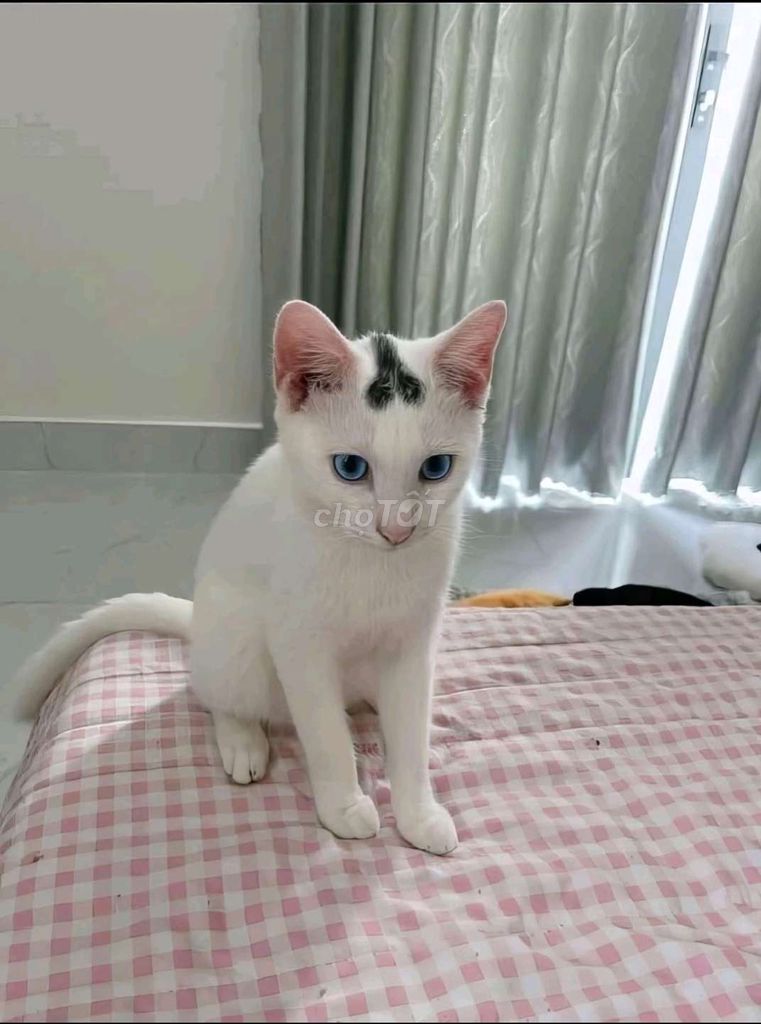 chó con. Mua bán Chó tại Quận Cẩm Lệ Đà Nẵng được đăng bởi Phạm Sơn hình 1