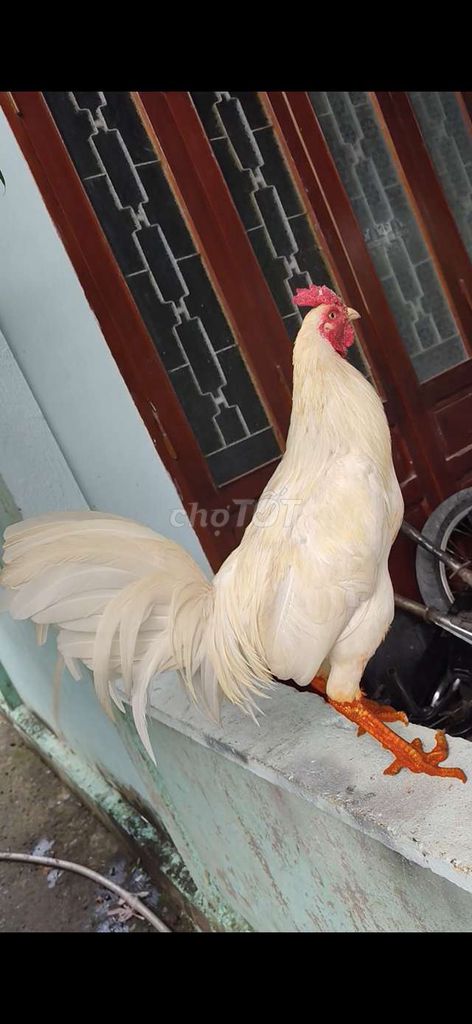 úa 3k7. Mua bán Gà tại Huyện Gò Công Tây Tiền Giang được đăng bởi gà lấu gò Công hình 1