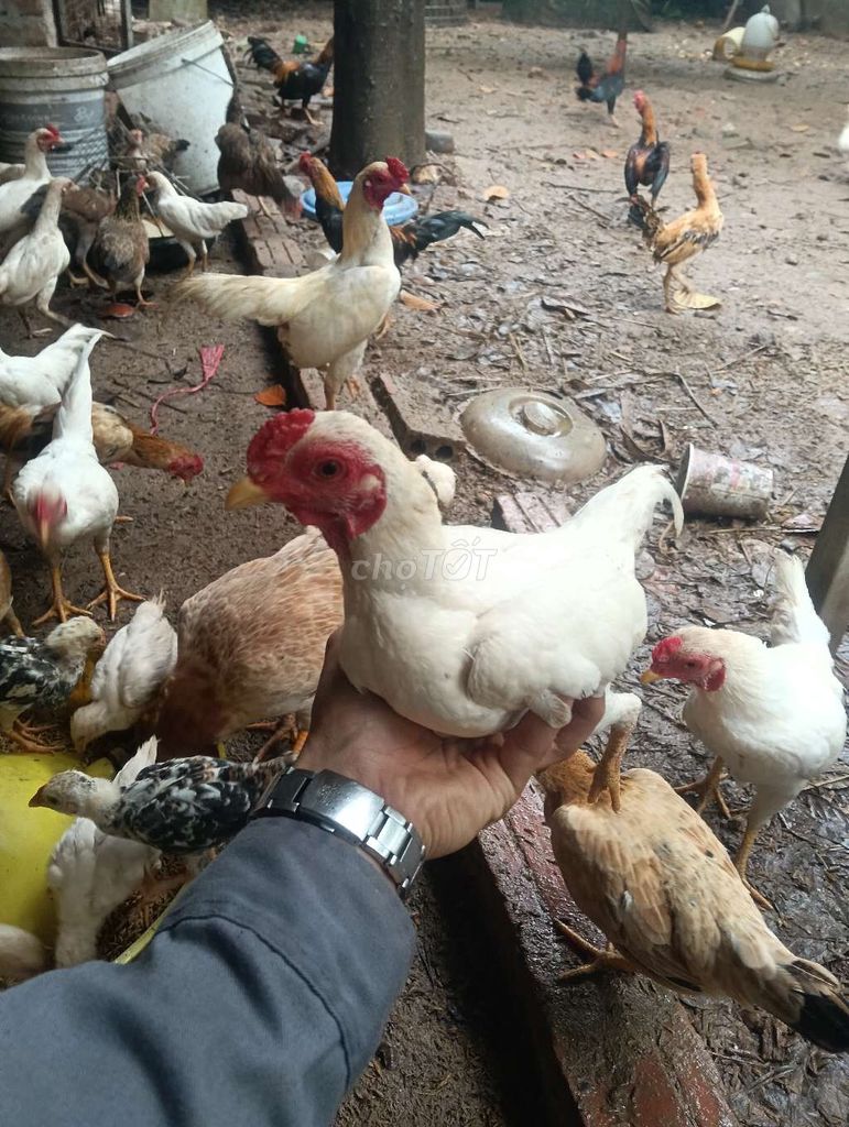 Tre bắc tít. Mua bán Gà tại Huyện Chương Mỹ Hà Nội được đăng bởi Gà tre bắc tít hình 1
