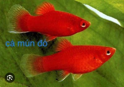 Bán com 50 con cá mún đỏ đẹp giá rẻ dễ chăm sóc. Mua bán Thú cưng khác tại Quận Liên Chiểu Đà Nẵng được đăng bởi Trần Trọng Hoàng