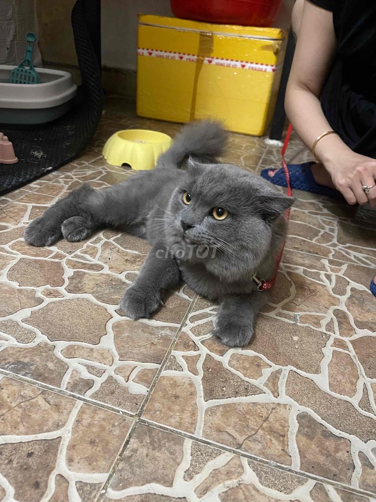 Mèo Anh lông ngắn màu xám đực. Mua bán Mèo tại Quận Sơn Trà Đà Nẵng được đăng bởi Amaterasu hình 5