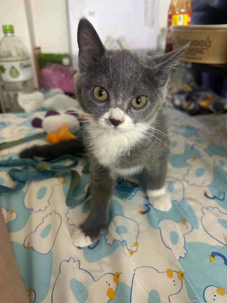 Mèo Anh lông ngắn Xám trắng. Mua bán Mèo tại Quận Tân Bình Tp Hồ Chí Minh được đăng bởi Quin Quin hình 1