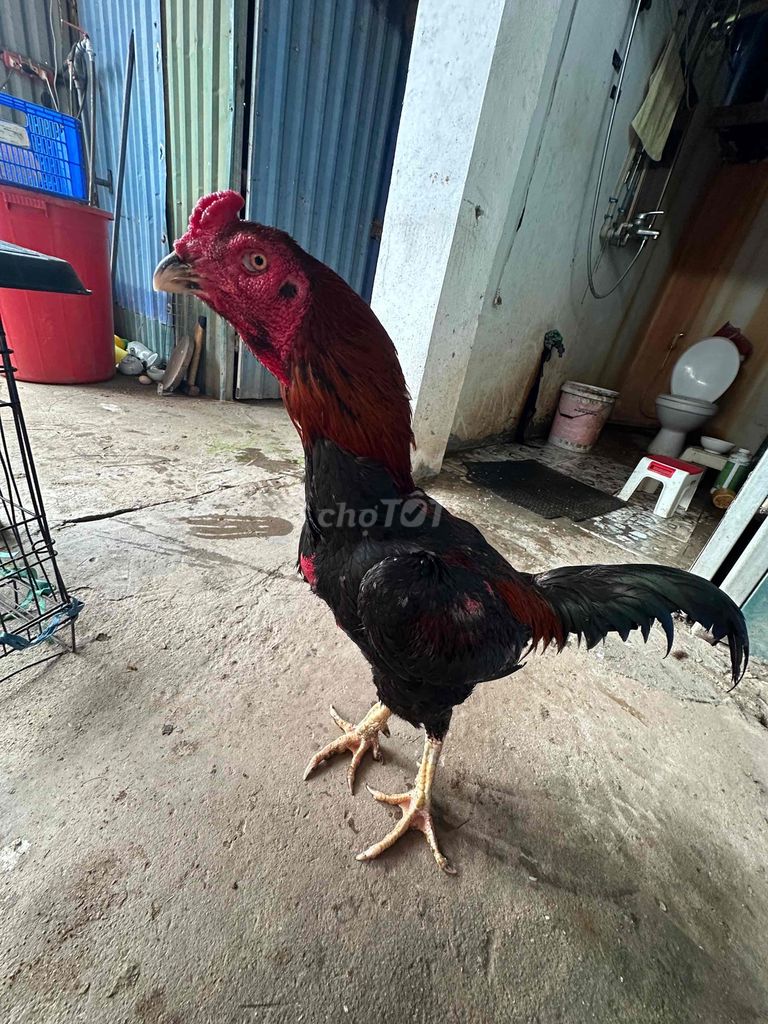 Lên cho ae bộ đúc 1 trống 2 mái.. Mua bán Gà tại Quận Hoàng Mai Hà Nội được đăng bởi Gà Chọi Nam Việt hình 1