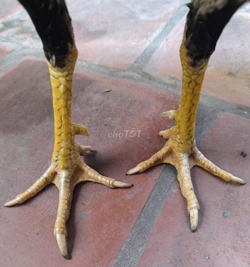 Gà chọi Shamo Pakistan đực. Mua bán Gà tại Huyện Đông Anh Hà Nội được đăng bởi Đạt Gà hình 1